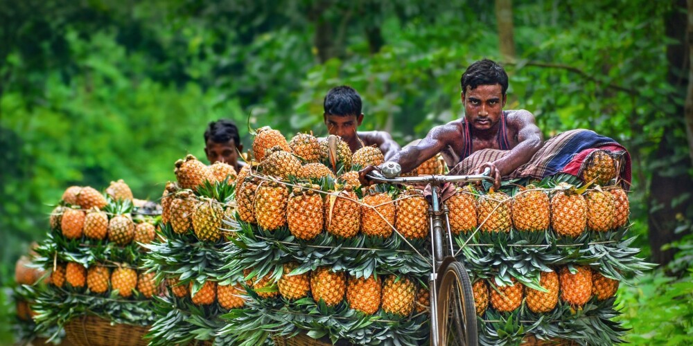 FOTO: piegādātāju dzīve Bangladešā - stumt ananasus 15 kilometrus un pārdot par 30 eiro centiem