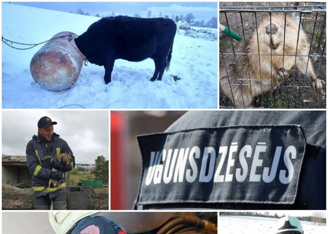 Ugunsdzēsēji stāsta, kādiem nelaimē nonākušiem dzīvniekiem šogad nācies steigt palīgā