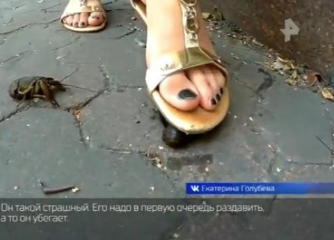 В Ростове девушка раздавила котенка и справила на него нужду. Полиция начала проверку