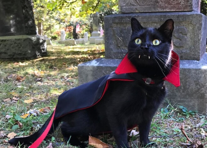 FOTO un VIDEO: Interneta lietotājus sajūsmina kaķis-vampīrs