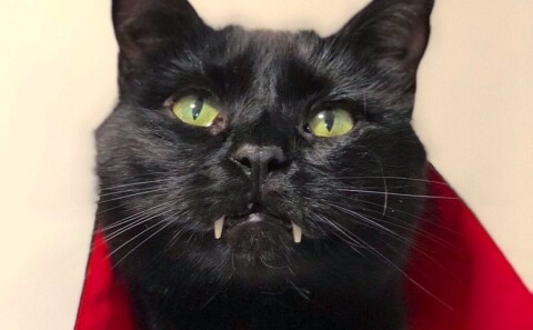 Граф Мяукула: пользователи соцсетей очарованы черным котом с клыками вампира
