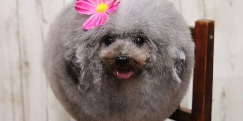 "Пушистая фрикаделька": сеть покорили фото собаки удивительной формы