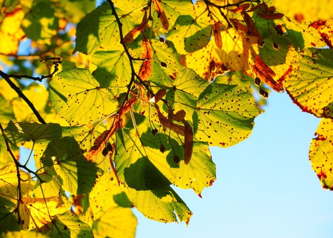 Piektdien saule gaisu sasildīs līdz pat +21 grādam.