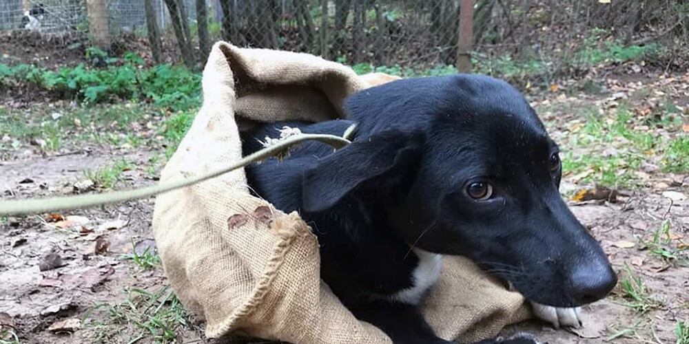 Jauns necilvēcības līmenis: Rīgā miskastē izmet dzīvu, maisā ietītu gadu vecu suņuku