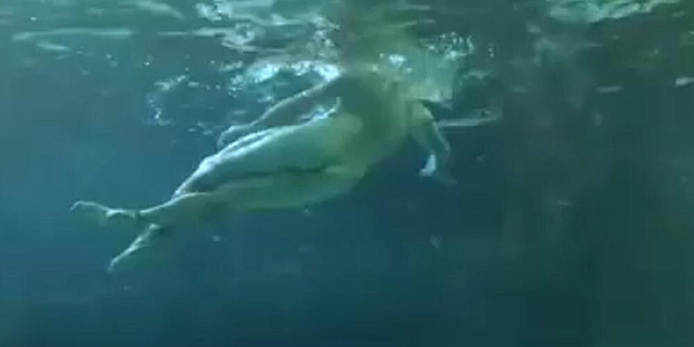 VIDEO: kails vīrietis Kanādā pārsteidz akvārija apmeklētājus un peldas līdzās haizivīm