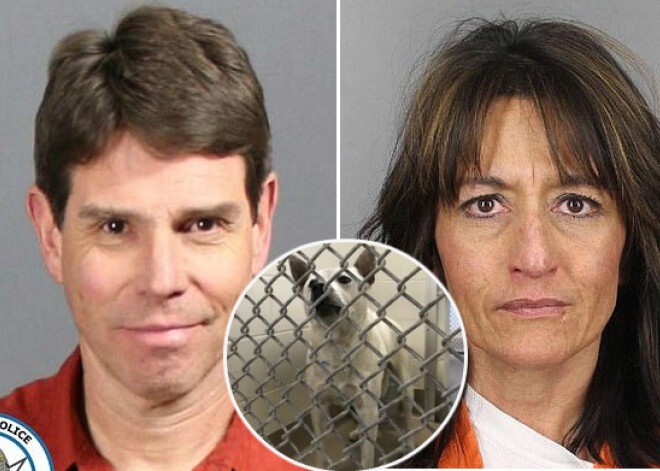 Собаку, которую хозяева использовали для секса, пришлось усыпить