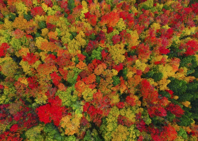 Gada krāšņākais laiks fotogrāfijās: rudens apgleznojis Latviju un pasauli