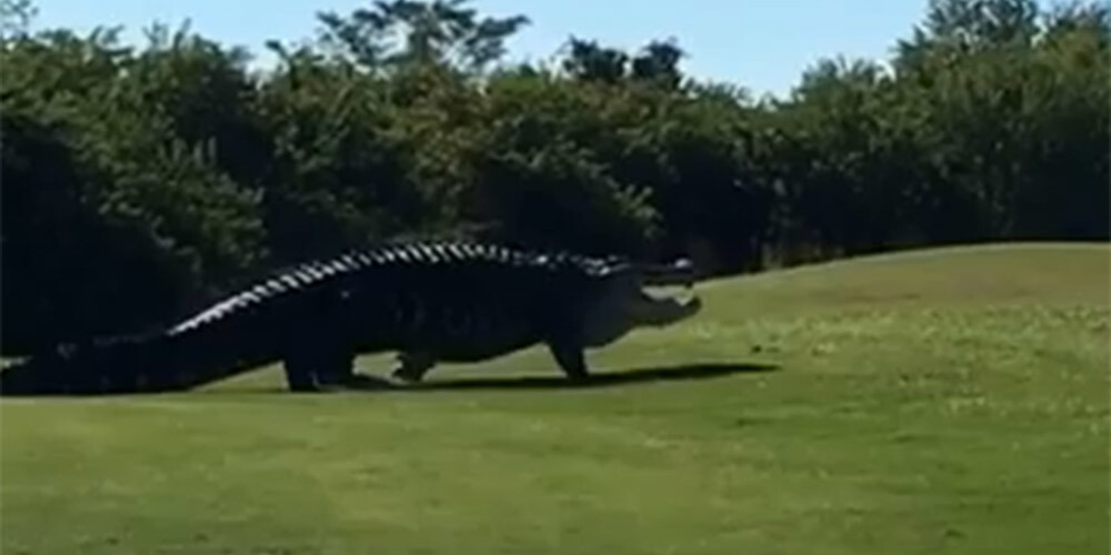 VIDEO: masīvs 4,57 metrus garš aligators šausmina golfa spēlētājus