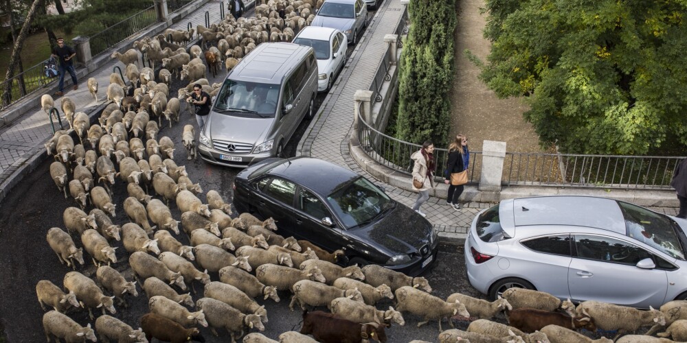 Neparasts "sastrēgums" Spānijā: simtiem aitu dodas cauri Madrides ielām