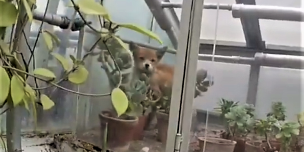 VIDEO: lapsēns sarīko nekārtības Botāniskā dārza Palmu mājā