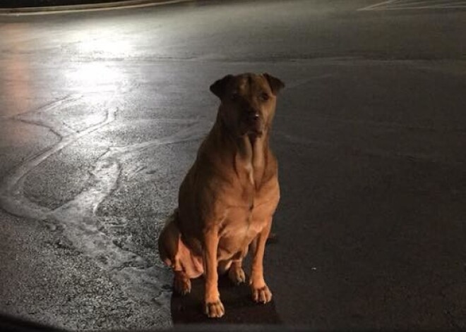 Видео: собака по кличке Принцесса притворяется бездомной ради бургеров