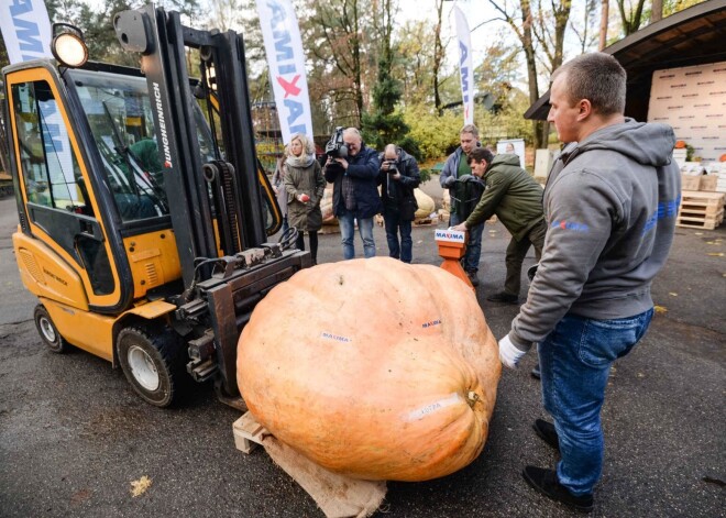 Latvijas smagākais ķirbis sver 574 kg