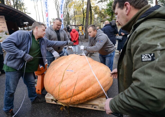 Čempionātu Rīgas Zooloģiskajā dārzā jau 13.gadu pēc kārtas organizē “Maxima Latvija”, godinot Latvijas vietējos dārzeņu audzētājus.