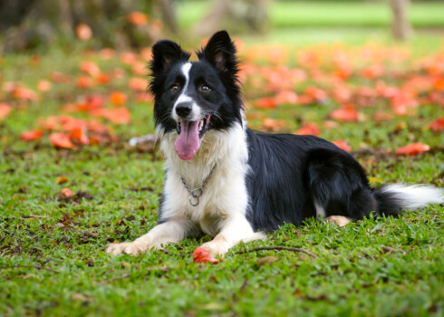 Borderkollijs ir ļoti aktīvs un enerģisks suns, kam patīk garīga un fiziska slodze, bet vienveidība un sēdēšana uz vietas to dara nelaimīgu.