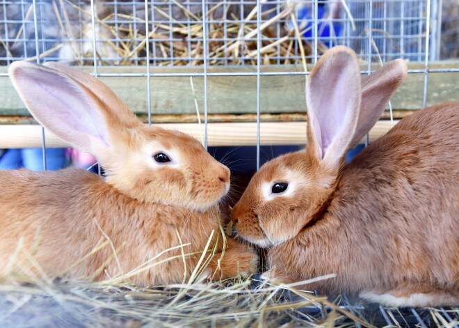 Рига пустеет: ее жителей переманивают на село природа и простор