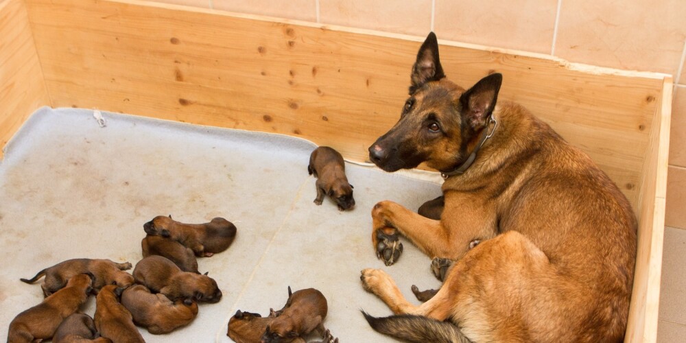FOTO: sirsnīgi jaunumi - Latvijas robežsardzes dienesta sunim piedzimuši 14 kucēni