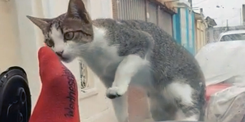 VIDEO: vīrietis sarkanās zeķēs mēģināja aizdzīt kaķi no mašīnas pārsega, bet...