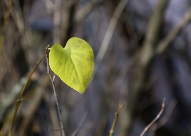 В воскресенье в Латвии сохранится пасмурная погода
