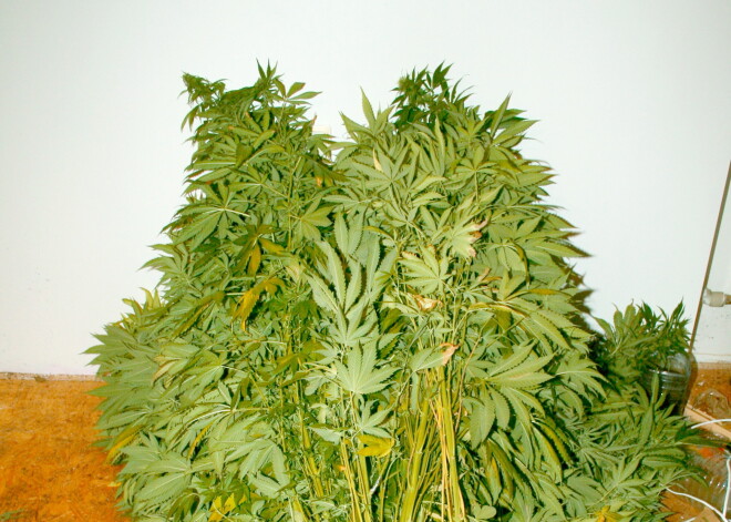 Par marihuānas audzēšanu mātes garāžā tiesa vīrietim piespriež 140 stundas piespiedu darba