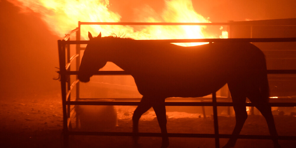 Skumji skati: kā no Kalifornijas uguns briesmām cenšas paglābties zvēri