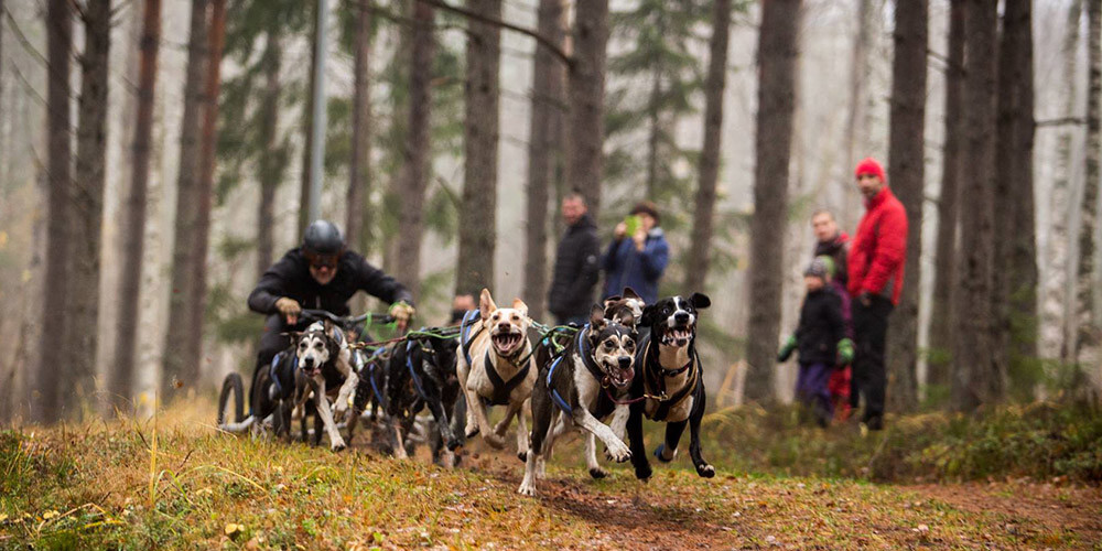 Latvijas dalībniekiem lieliski rezultāti pasaules kausa posmā kamanu suņu sportā