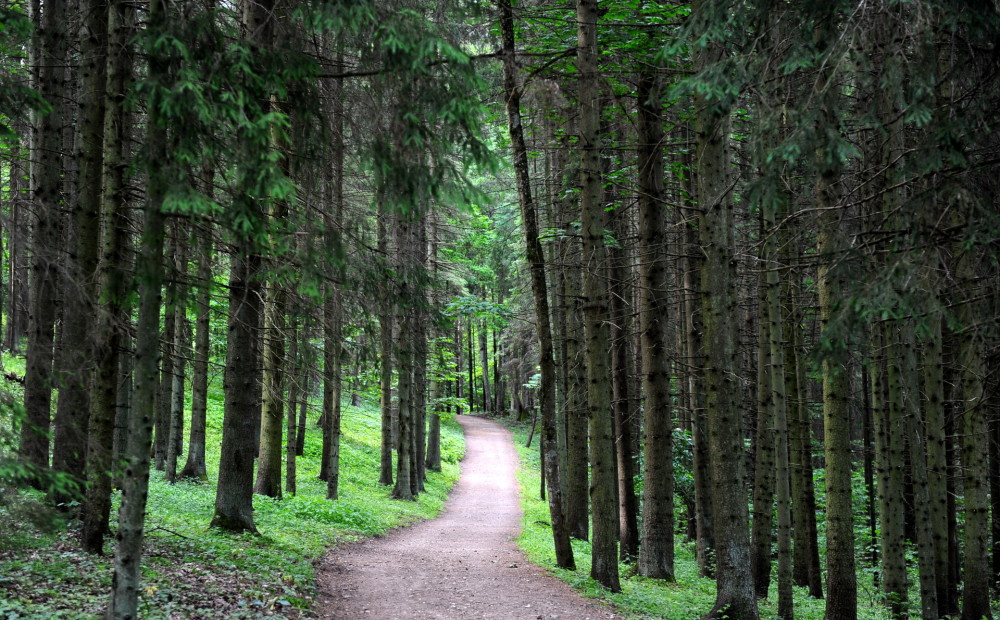 Noticis līdz šim lielākais darījums ar Latvijas mežiem - 324 miljoni eiro