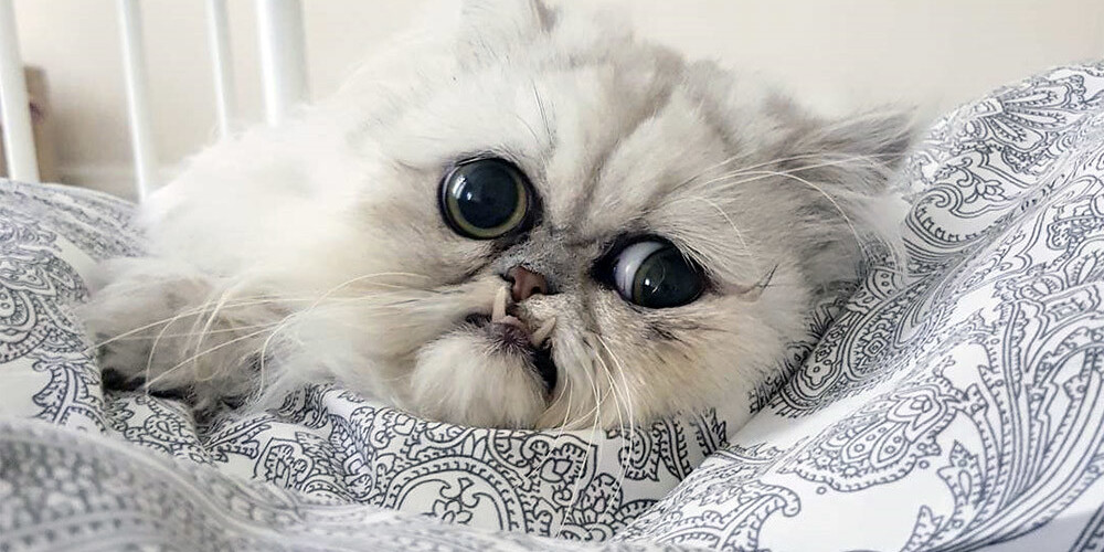 Šis ir Vilfreds - dīvaina izskata kaķis, kuru iemīlējuši daudzi soctīklu lietotāji