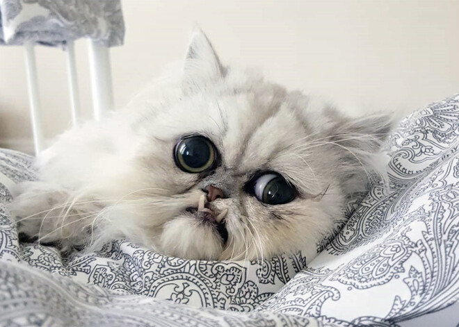 Šis ir Vilfreds - dīvaina izskata kaķis, kuru iemīlējuši daudzi soctīklu lietotāji