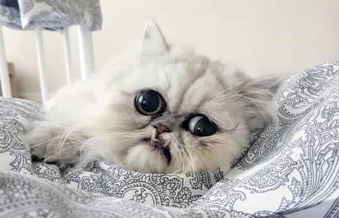 Divus gadus vecais Vilfreds neizskatās kā citi šinšilas persiešu šķirnes kaķi.