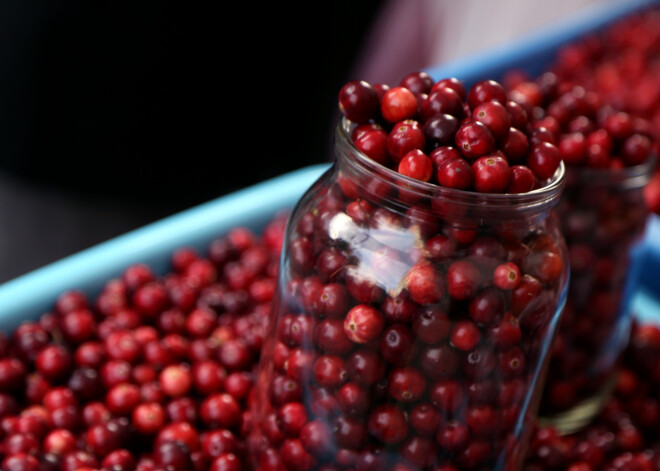 Dabīgā antibiotika - dzērvenes. Veselības labā tās tik tiešām var paveikt daudz