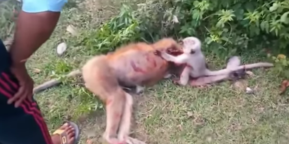Душераздирающе! Маленькая обезьянка не хочет бросать погибшую мать. Видео