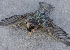 No kokiem krītot beigti strazdi: sazvērestību teoriju piekritēji putnu nāvē vaino jauno 5G internetu