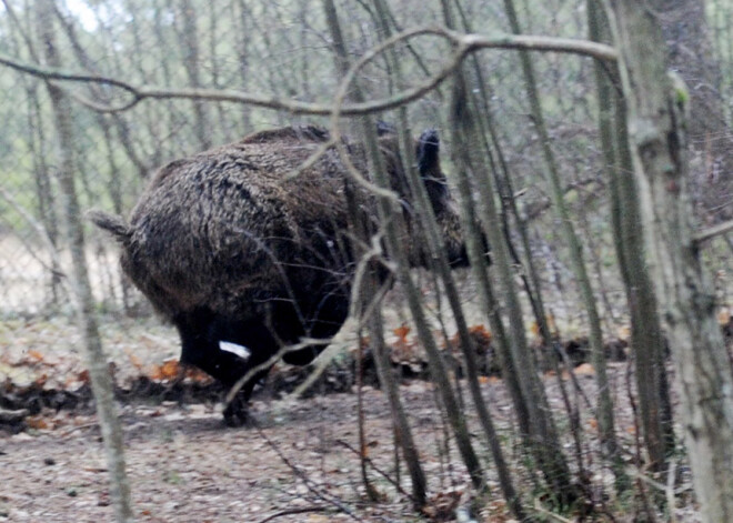 Āfrikas cūku mēris šonedēļ konstatēts desmit mežacūkām Latvijā