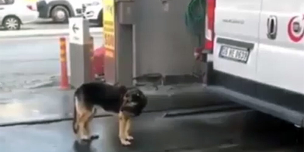 VIDEO: atjautīgs suns automazgātuvē tiek pie bezmaksas masāžas