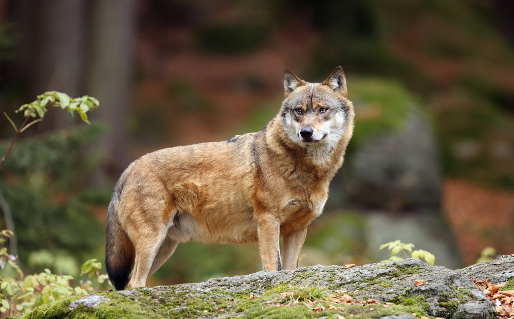 Šosezon Latvijas mežos līdz novembra sākumam nomedīti vairāk nekā 120 vilki