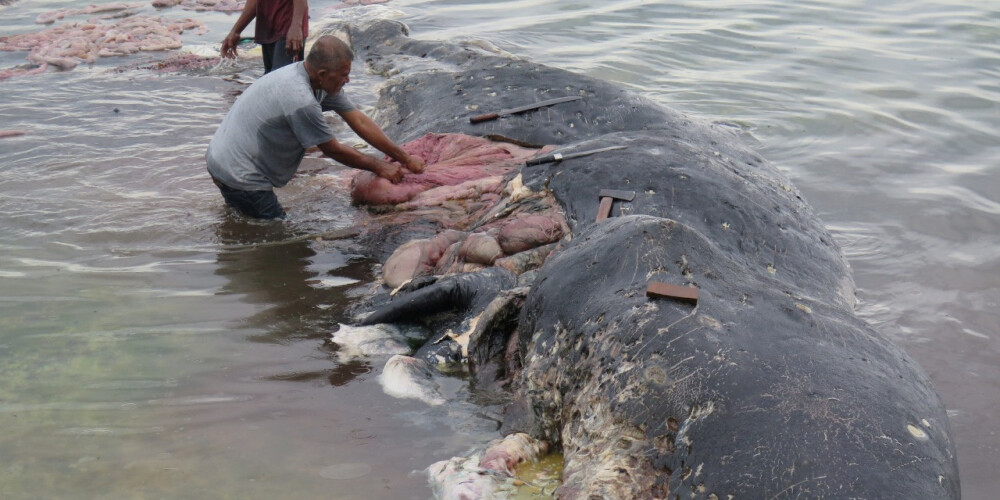 FOTO: Indonēzijā izskalots milzīgs kašalots ar 6 kilogramiem plastmasas atkritumu vēderā