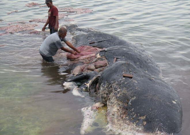 FOTO: Indonēzijā izskalots milzīgs kašalots ar 6 kilogramiem plastmasas atkritumu vēderā