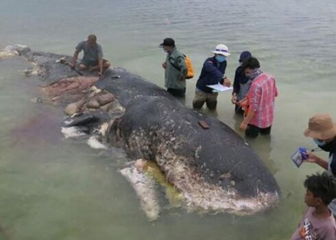 Пластик-убийца: в желудке туши кита нашли 6 кг пластиковых отходов