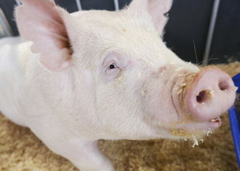 A pig at the 2014 World Pork Expo in Des Moines, Iowa June 4, 2014.  The impact of a deadly pig virus on U.S. trade is mounting, with 11 countries limiting imports of live hogs and one banning pork imports, the U.S. Department of Agriculture's chief veterinary officer John Clifford said June 4, 2014.   REUTERS/Lane Hickenbottom  (UNITED STATES - Tags: ANIMALS SOCIETY)