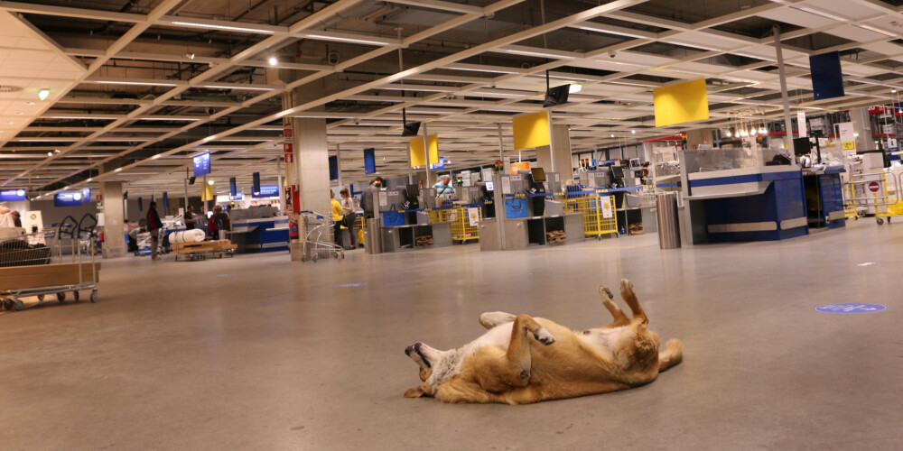 Itāļi saviļņoti - IKEA veikals izmitina bez pajumtes esošus suņus