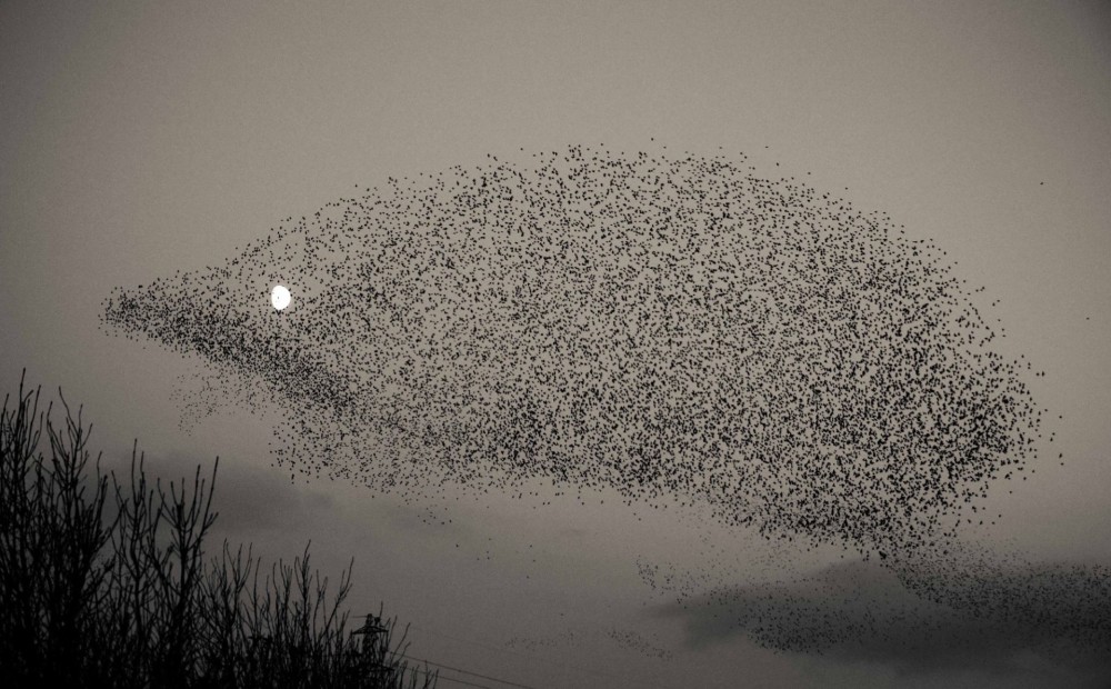 Grandiozs FOTO: 60 tūkstoši putnu debesīs pārvēršas par ezīti