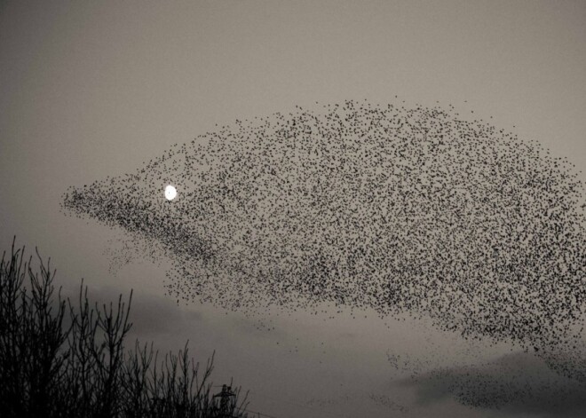 Грандиозное фото: 60 тысяч птиц превратились в ежика!