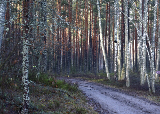 Zviedru firma tiek pie milzu platībām pierobežas meža Latgalē; Latvijas valsts tos nevarēja pārpirkt, jo bija par dārgu