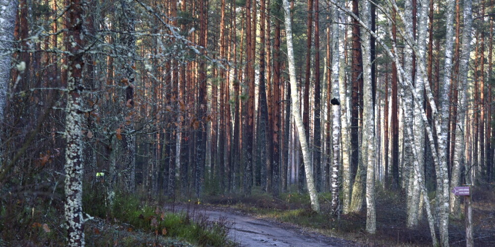 Шведы купили латвийский лес за 324 млн евро: для Latvijas valsts meži цена оказалась высока
