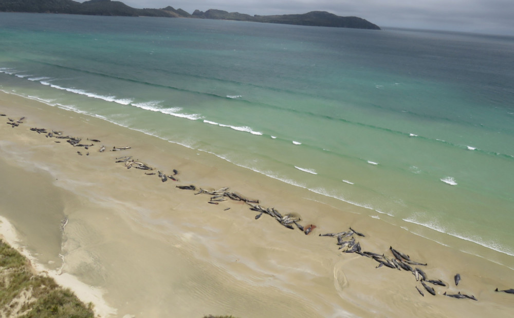 Jaunzēlandes piekrastē izskaloti 145 beigti vaļi (brīdinām, nepatīkami skati!)