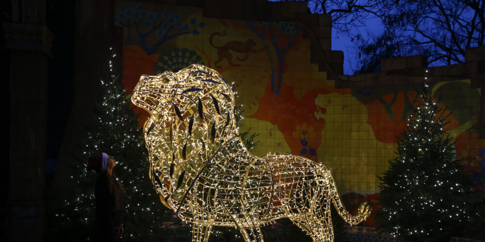 Londonas zoodārzā pirms Ziemassvētkiem mirdz pārsteidzoši skaistas dzīvnieku skulptūras