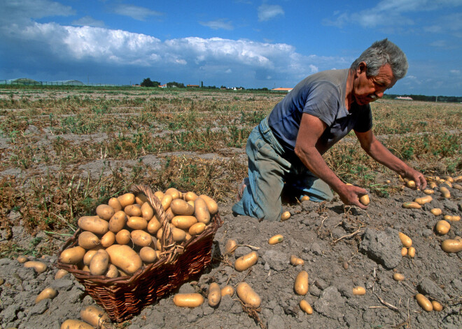 Kartupeļi par 500 eiro kilogramā un citas sasodīti dārgas pārtikas preces