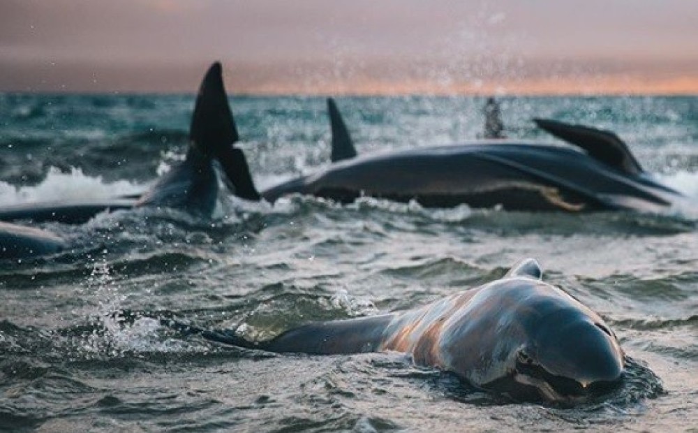 “Es nokritu smiltīs un skaļi raudāju” - blogere apraksta šausmīgo brīdi, kad Jaunzēlandes pludmalē atradusi mirstošos vaļus