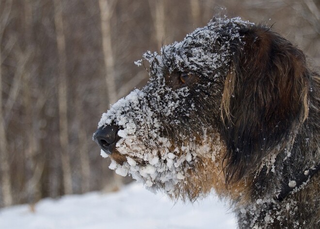 Laika prognoze nedēļai: brīvdienās saglabāsies sals, bet nākamnedēļ gaiss sasils līdz +7