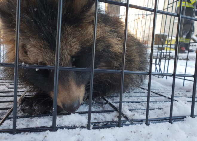 FOTO: ugunsdzēsēji Kalnciema ielas izdegušajā graustā atraduši paslēpušos jenotu